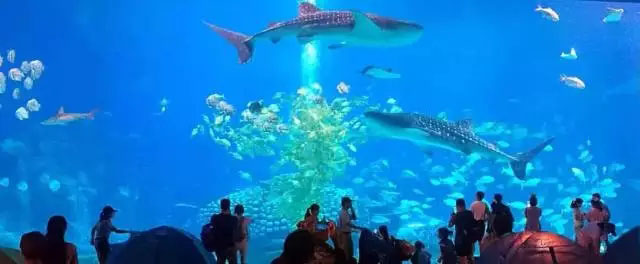 陪伴是最长情的告白----2017年8月博皓珠海长隆亲子游-6