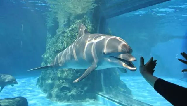 陪伴是最长情的告白----2017年8月博皓珠海长隆亲子游-7