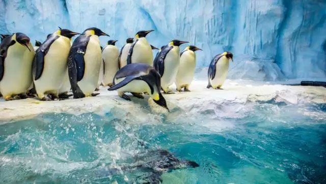 陪伴是最长情的告白----2017年8月博皓珠海长隆亲子游-8