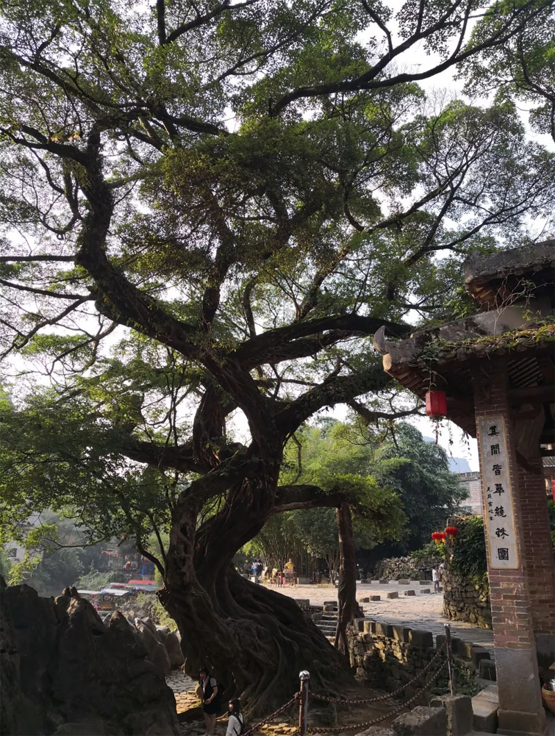 广东博皓贺州行 | 品黄姚古韵，赏&ldquo;姑婆&rdquo;柔情-9