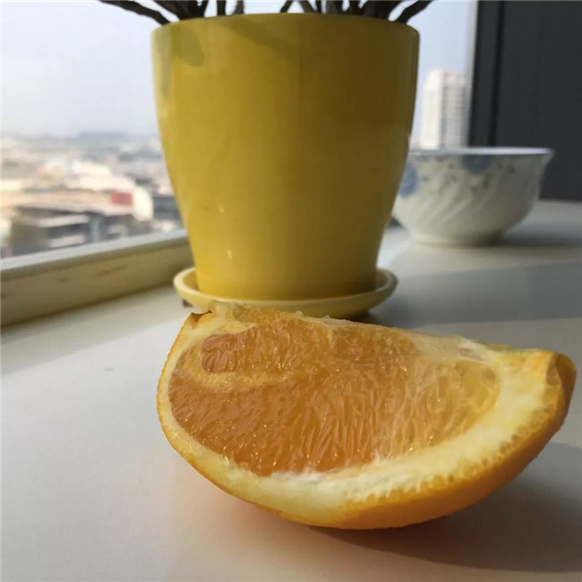 广东博皓发脐橙啦！  -7