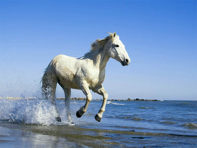 广州博皓一马当先，马到成功