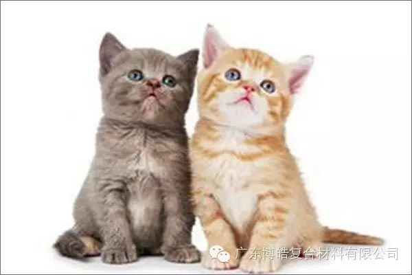 白猫黑猫，抓住老鼠就是好猫