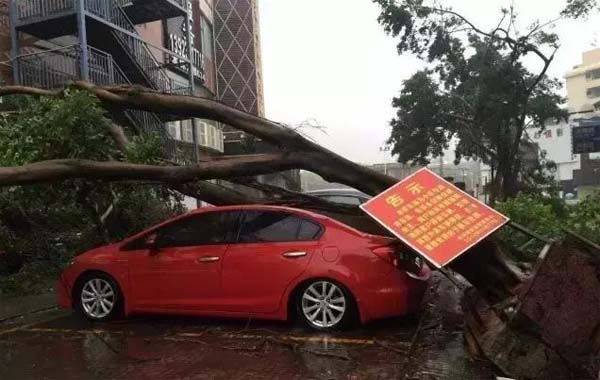 罗湖，有整排树木被连根拔起...