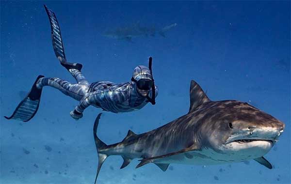 碳纤维隐身潜水衣--海洋生物也难以探测到人体电信号